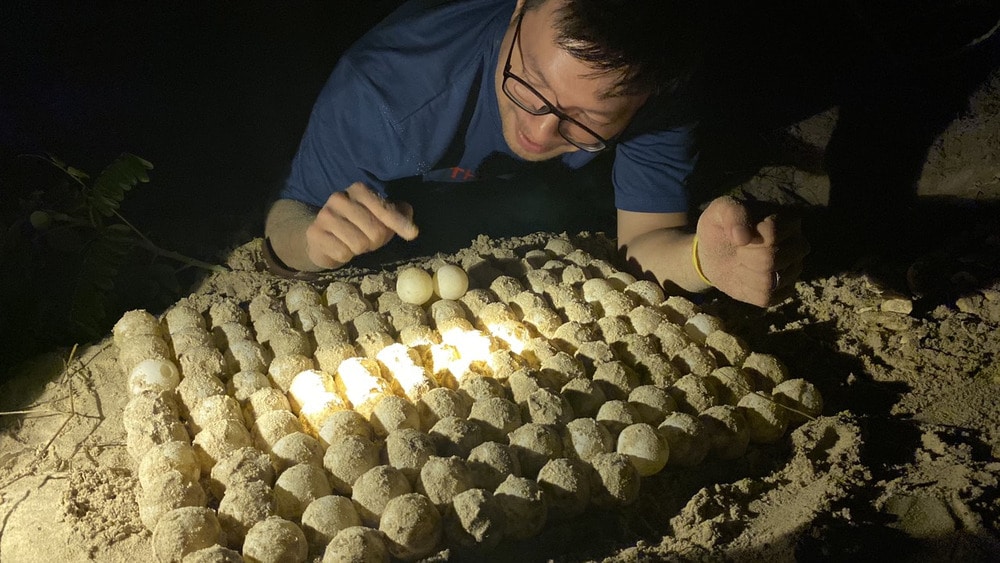 Xem rùa đẻ trứng vào ban đêm